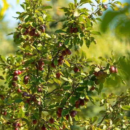 Villa Willa Sasino Sasino