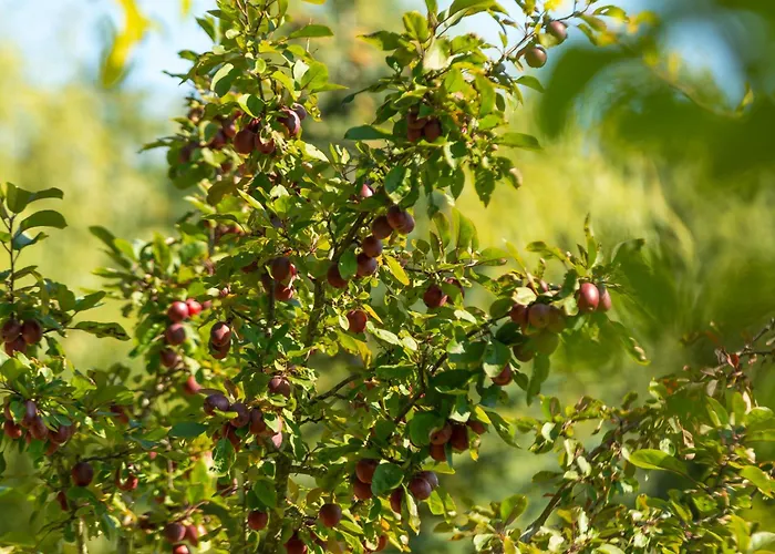 Villa Willa Sasino Sasino